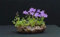 ShopMeeko SEEDS: 100pcs / bag seltene Campanula Bonsai Campanula Chile Rosea Töpfe Glockenblume Evergreen Anlage für Hausgarten-2016 Hot Bonsai: Lila