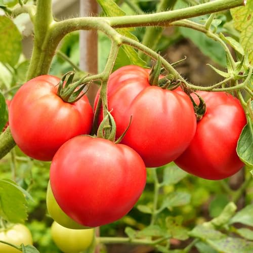Brandywine pink Tomatensamen