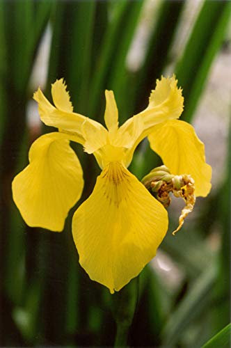 Iris Pseudacorus Yellow Flag Seed Plant Water Plants UK from Own Plants : Only Seeds