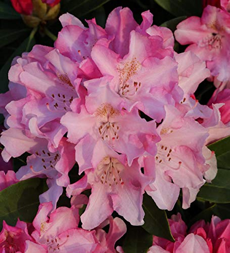 INKARHO - Großblumige Rhododendron Dolcemente 30-40cm - Alpenrose - lebende Gartenpflanze aus den Baumschulen