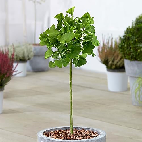 Ginkgo Mariken Patio Tree | Maidenhair Tree | Hardy Outdoor Plants for Garden | Grow Your Own Garden Trees | Plants Outdoor Garden Ready in Pot (70-80cm Incl. Pot)