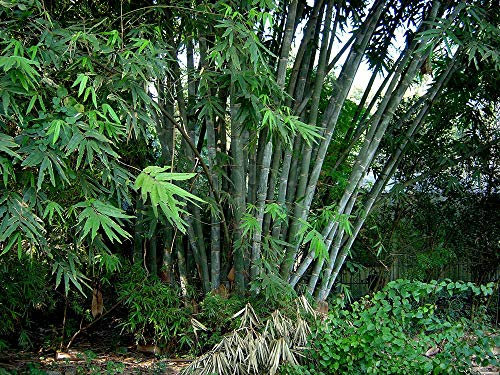 Portal Cool 100 : 50-50 Semi Dendrocalamus Strictus Bambù Gigante Bambu Macho bambù Semi di Grano