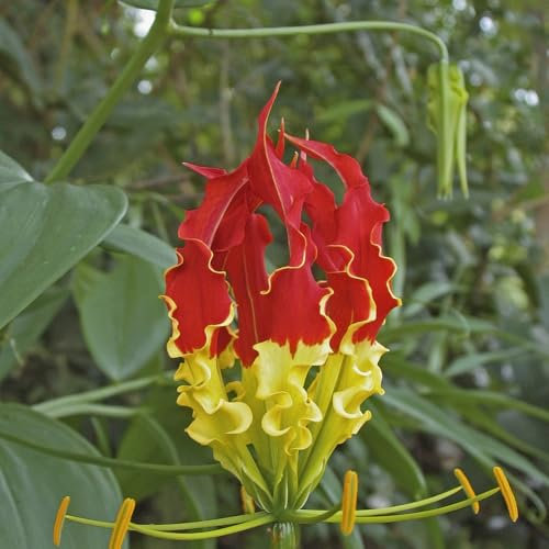 Bulbos de lirio de fuego Plantas perennes bulbos de lirio ramo de boda de los bonsais, plantador del bulbo de flor, Prado de flores Plantas de jardín de rocas de bulbos las plantas 1pcs