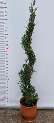PIANTA DI CUPRESSOCYPARIS LEYLANDII SPIRALE IN VASO CLT 15 (foto reali) CIPRESSO
