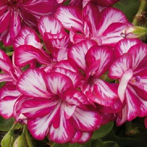 Ivy Leaf Trailing Geranium Grandeur® 'Arctic Scarlet' Plug Plants Pack x6
