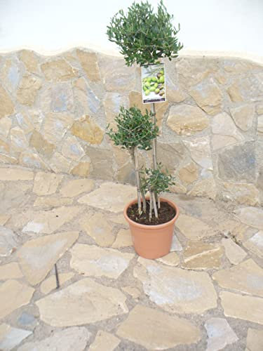 Oliven-Bonsai (Style) PonPon/Olea europaea eine schöne Pflanze