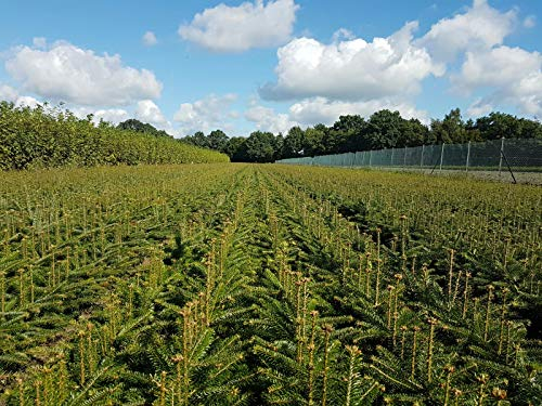 10st. Nordmanntannen 15-25cm 4j. Nordmanntanne Weihnachtsbaum Abies nordmanniana Wurzelware Tannenbaum