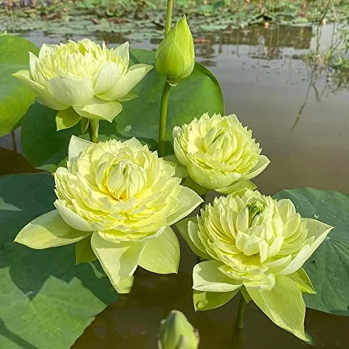 lotus seeds samen - lotusblume samen - blumenwiese mehrjährig winterhart gartenpflanzen bienenweide saatgut mehrjährig balkon pflanze flower bodendecker winterhart 40 Stück