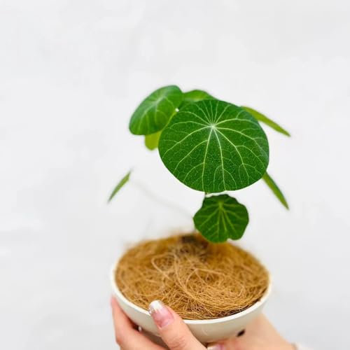 200 piezas semillas de stephania erecta, plantas trepadoras resistentes, Estefanía japonesa, semillas de hierbas medicinales, cama de balcón semillas de flores, semillas lecho de