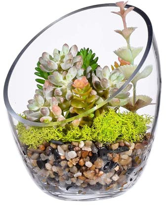 Glass Bowls Planter Containers Candy Jar Air Plant Holder, Clear Slant Cut Globe Vase, fish bowls for plants (6.9 tall x 5.5 wide)