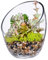 Glass Bowls Planter Containers Candy Jar Air Plant Holder, Clear Slant Cut Globe Vase, fish bowls for plants (6.9 tall x 5.5 wide)
