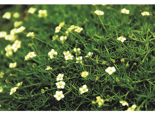 Sagina 'Irish Moss', dunkelgrün - Sternmoos winterhart im Topf 12 cm in Gärtnerqualität von Blumen Eber - 3 Töpfe a 12 cm