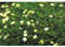 Sagina 'Irish Moss', dunkelgrün - Sternmoos winterhart im Topf 12 cm in Gärtnerqualität von Blumen Eber - 3 Töpfe a 12 cm
