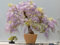 Aachondra 20 semi di glicine viola