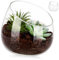 HYTROVE Vase Vasen Schüsselvase Bonbonglas Pflanzgefäße Für Zimmerpflanzen Kleiner Topf Terrarienbehälter Töpfe Für Pflanzen Pflanztöpfe Runde Vase Transparent