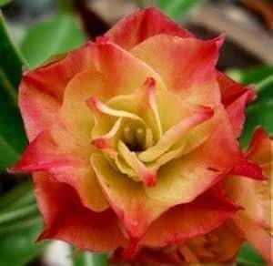 Adenium obesum 'Sunday' – Rose du désert 5 Graines