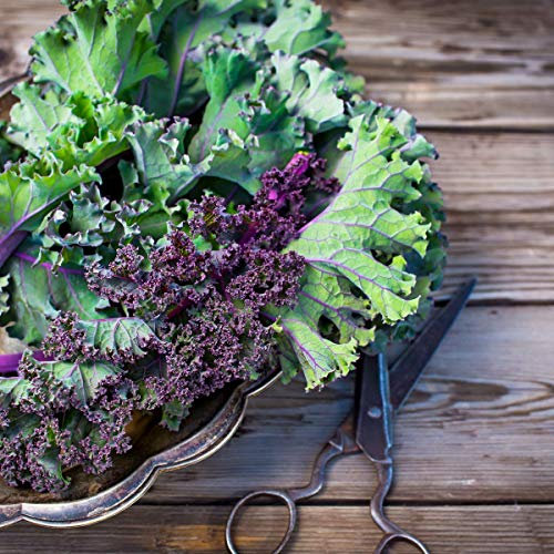 Kale Plants, 'Red Russian', 6 x Plug Plant Pack, Vegetable Plants, Kale, Garden Vegetables, Premium Quality Veg