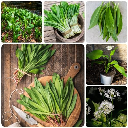 400 Pc Semi Di Aglio Orsino Biologico - Allium Ursinum - Semi Di Ortaggi Invernali, Piante Erbacee Acquistare Semi Di Piante Di Aglio Selvatico, Semi Di Erbe Aromatiche, Orto Di Erbe