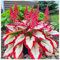 Premium Hosta-Pflanzen (Funkien) - Schattenliebende Staude - Elegante Blattfarben - Einfache Pflege - Perfekt für schattige Gärten-3 zwiebel-A
