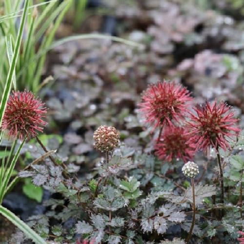 6 x Braunes Stachelnüsschen - Acaena Microphylla Topf 9x9cm: Braun getönte Blätter für besondere Akzente.