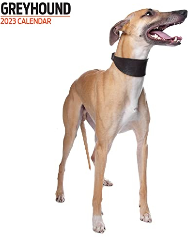 Magnet & Steel Moderner Kalender 2023, mehrfarbig