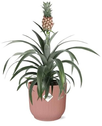Ananaspflanze - Ananas Mi Amigo - Zimmerpflanze + Topf Vibes Fold 14cm Rosa