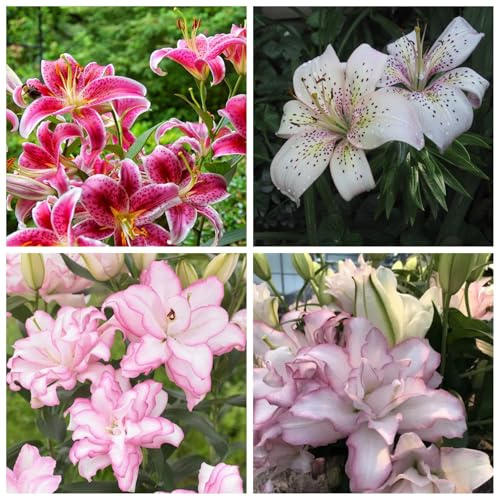 Orientalische Lilienmischung – Frisch ausgegrabene Lilien für die Frühjahrspflanzung | Blütezeit: Sommer | Ideal als Schnittblumen-6 Lily-D
