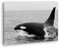 deyoli edler Orca Format: 120x80 Effekt: Schwarz/Weiß als Leinwand, Motiv fertig gerahmt auf Echtholzrahmen, Hochwertiger Digitaldruck mit Rahmen, Kein Poster oder Plakat