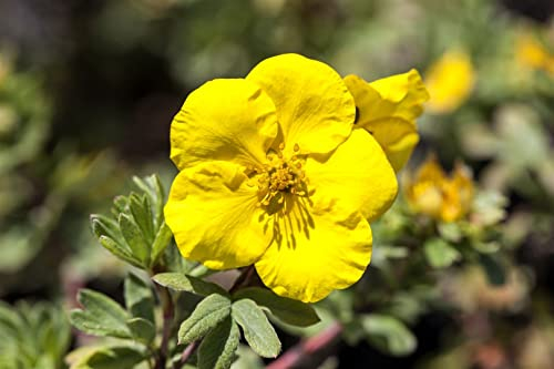 Potentilla 'Goldteppich' ca. 9x9 cm Topf - Fingerstrauch, leuchtend gelbe Blüten, Blütezeit Mai-September, ideal für Rabatten, pflegeleicht und winterhart