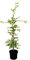 Carpinus betulus 80-100 cm - Hainbuche, ideal für Hecken, dicht verzweigt, schnittverträglich, winterhart, pflegeleicht