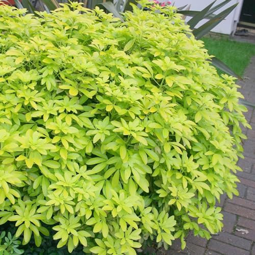 Plant Theory Sundance Mexican Orange Blossom Choisya Ternata Shrub Plant 2L Pot