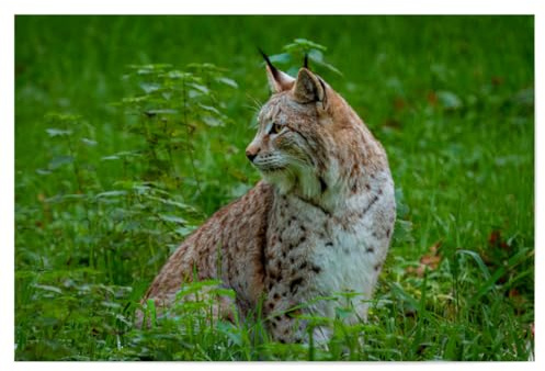 artboxONE Poster 30x20 cm Natur Luchs auf Einer Wiese hochwertiger Design Kunstdruck - Bild luchs luchs Raubkatze