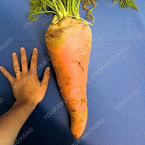 vegherb Plum: 200Pcs / Beutel Multi-Color Karottensamen Bio Heirloomsamen Gemüse Obst Ginseng Karottensamen Topfpflanze für Hausgarten-Plum