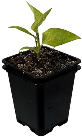 Monstera spruceana - Planta de interior rara, planta trepadora para palo de musgo, vid y selva interior, exclusiva planta de coleccionista para viviendas