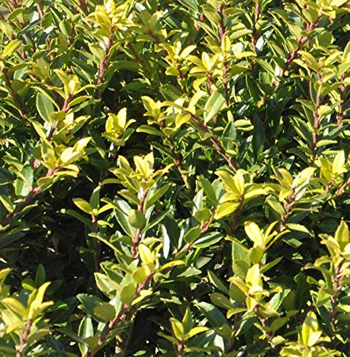 Hochstamm Japanische Stechpalme Ilex Twiggy 80-100cm - Ilex crenata Twiggy