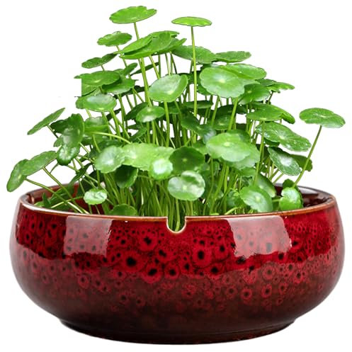 Pot de flores en macetas de bonsai, plantador de loto de loto, recipiente hidropónico no poroso de cerámica roja, agua de agua redonda de lirio suculento cuenca de cerámica simple/6.5x2.5 pulgadas