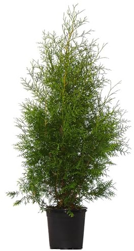 Dehner Thuja Lebensbaum Brabant, für 10 Meter Hecke, ca. 125-150 cm exkl. Pflanztopf, 25 x 10 l Topf, Heckenpflanze