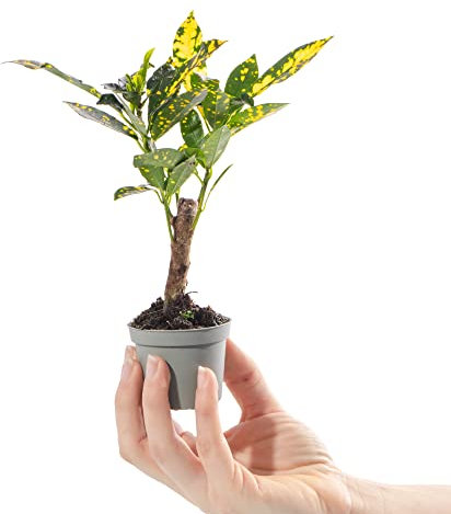 Baby Joseph's Coat Gold Dust Croton Plant - Codiaeum Aucubaefolia Small Evergreen Houseplant | Air Purifying Indoor Plant for Home, Office, Kitchen, Bathroom | Grow Your Own Baby Plants