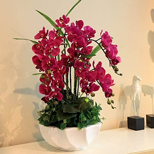 50 Stück Orchideen Samen, Phalaenopsis Samen für Garten und Balkon,Ideale Garten Pflanzen, Balkon Pflanzen (Rot Phalaenopsis Samen)