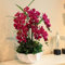 50 Stück Orchideen Samen, Phalaenopsis Samen für Garten und Balkon,Ideale Garten Pflanzen, Balkon Pflanzen (Rot Phalaenopsis Samen)