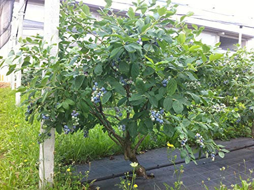Mirtillo gigante americano frutti di bosco pianta già fruttifera in vaso ø11 cm Vivaio di Castelletto