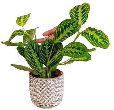 Planta de interior – Maranta Lemon Lime 30,0 cm