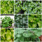 50 pcs wassernabel aquarium samen - aquarium deko, pflanze extrem winterharte kübelpflanzen, gartenpflanzen balkonpflanzen winterhart, bonsai samen garten hochbeet, pflanzen samen