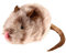 PETGEEK GiGwi Interactive Cat Feather Toy, Melody Chaser Chirpy Mouse Cat Plush Squeak Toy for Indoor Cats