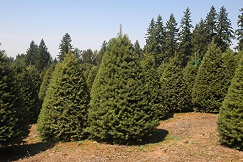SEMI DI GERMINAZIONE: 100 Grüne Douglasie Baum Samen, Pseudotsuga taxifolia viridis, Samen Tanne