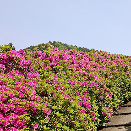 Azalee Winterhart Baum Samen - Rhododendron Pflanze - Seltene Pflanzen Blumendeko Deko Büro Blumen Samen Nachhaltige Geschenke Winterfeste Pflanzen Für Garten Bloom Saatgut Alte Sorten 30 Stück