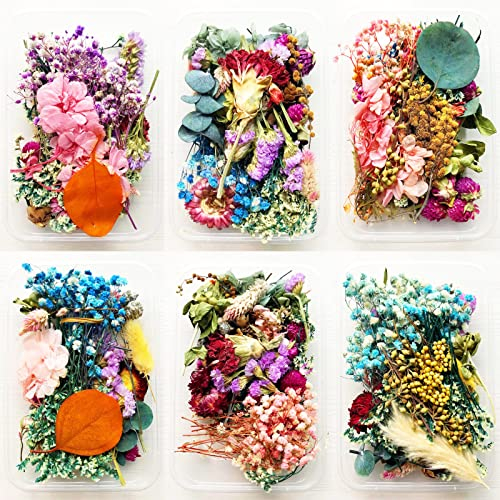 2 Stück Natural Dried Flowers, Dried Flowers Leaves, Dried Natural Flowers Leaves, Geeignet für Die Herstellung von Beuteln, Ornamenten(Zufällige Zwei Stücke)