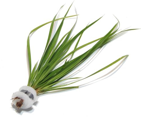 K2AQUA Cyperus Helferi Bunch Live Aquarium Plant Elegant Grass Like Green Leaves Easy Care Low Maintenance Background Midground Tropical Freshwater Tank Natural Decoration Beginner Friendly