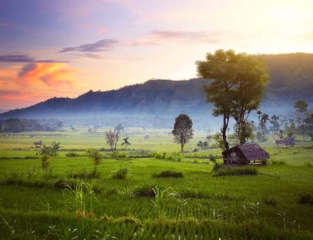 Holz-Bild 90 x 70 cm: Reisfelder und Berge am Horizont bei Sonnenaufgang. Bali. Indonesien(16875441)