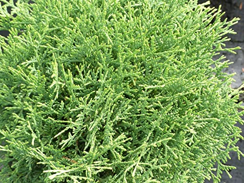 Thuja occidentalis Tiny Tim - Zwerg-Lebensbaum Tiny Tim